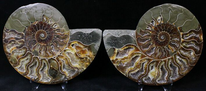Cut/Polished Ammonite Pair - Agatized #21791